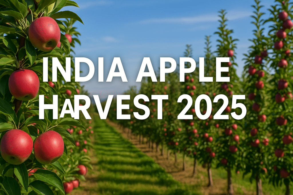 India apple harvest 2025